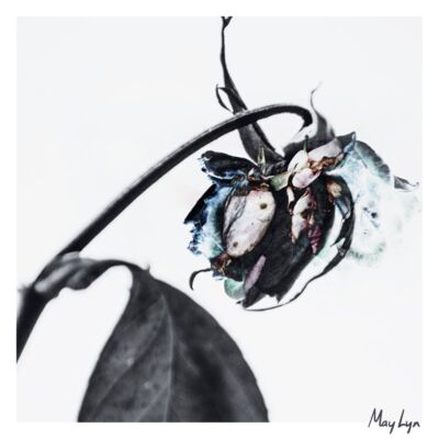 closed doors shirt 2 01 Thumbnail