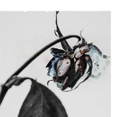 closed doors tee rev Thumbnail